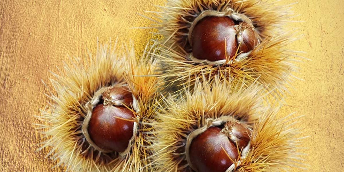 Castagne, in Campania battute finali di una stagione anomala